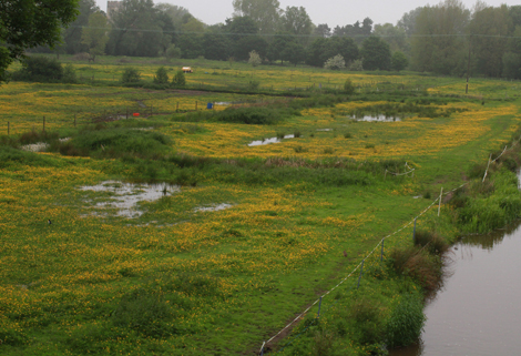 Coastal and Floodplain Grazing Marshes